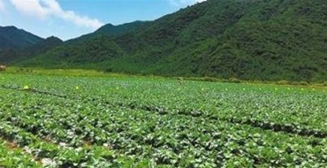 海南同德成功與廣西蔬菜基地簽下長期蔬菜保供合同