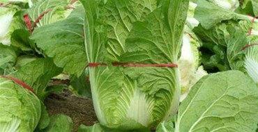 臺風“莎莉嘉”來臨 三亞提前啟動蔬菜應急調運機制